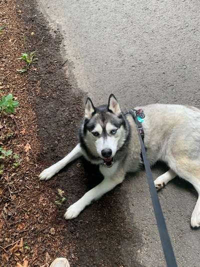 Hundetreffen-Spazieren und Training-Bild