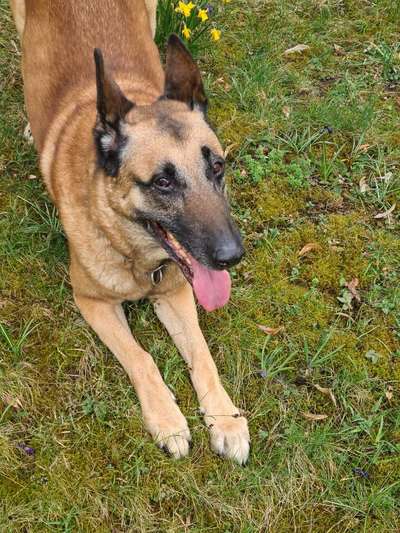 euer ältester Hund ?-Beitrag-Bild