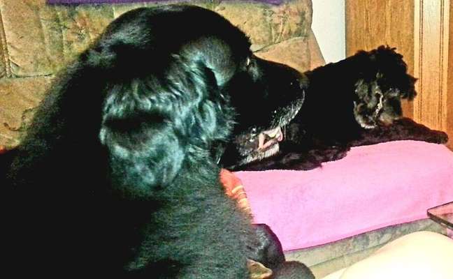 Lieblingsbild von euren Hunden?-Beitrag-Bild