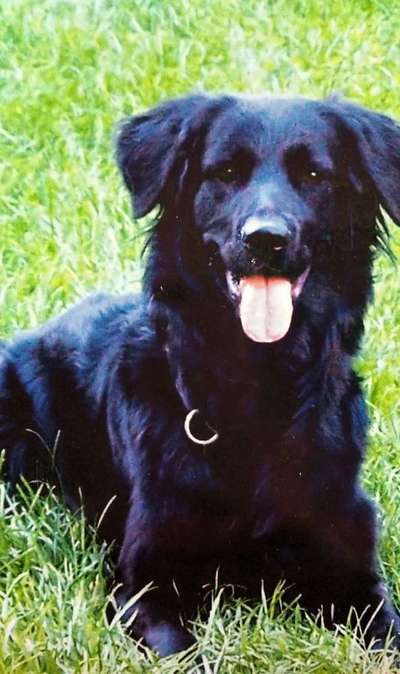 euer ältester Hund ?-Beitrag-Bild