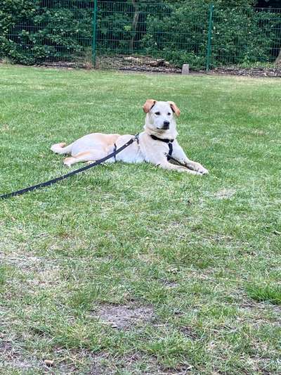 Die Dogorama Kalender Challenge 4/4-Beitrag-Bild