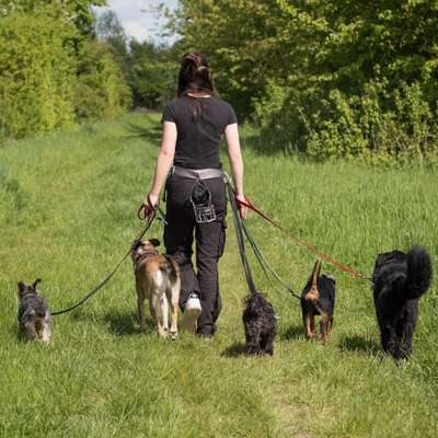Hundetreffen-Social Walk-Bild