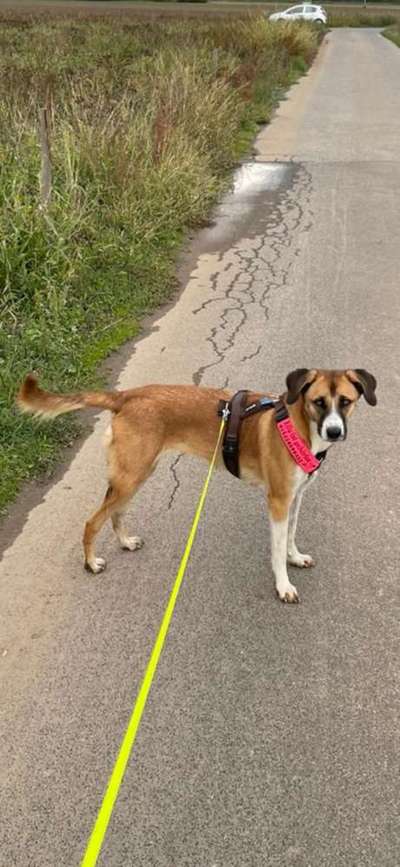 Labradorfans-Beitrag-Bild