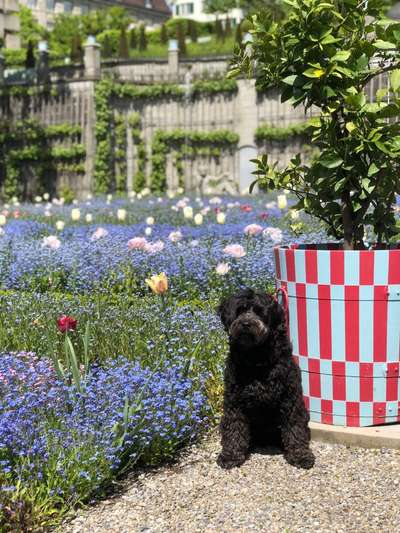 Hunde Porträt (Portrait) Galerie....-Beitrag-Bild