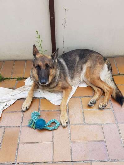 Schäferhund-Fans?-Beitrag-Bild