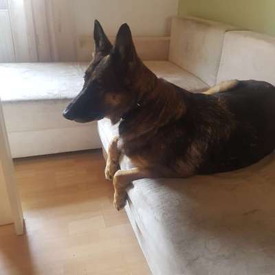 Schäferhund-Beitrag-Bild