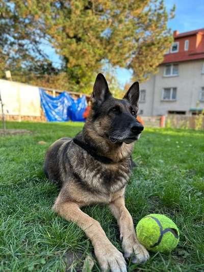 Schäferhund-Beitrag-Bild