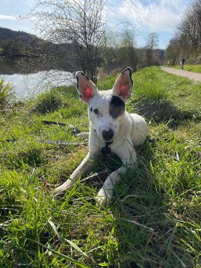 Challenge 23 : "  Euer Hund beim Frühlingserwachen "-Beitrag-Bild