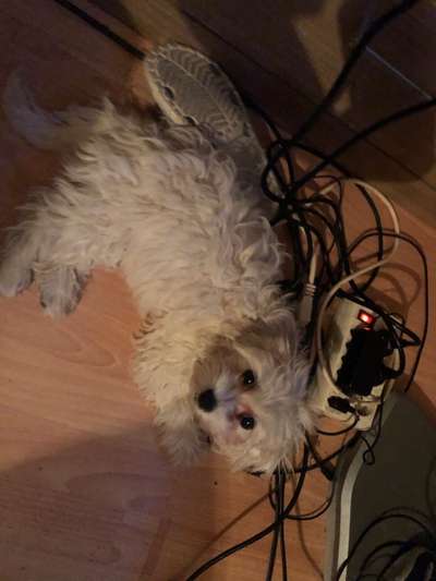 Welpen Bilder !-Beitrag-Bild