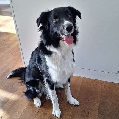 Hundetreffen-Gassirunden & Spielpartner für unseren 1-jährigen Aussie gesucht!-Bild