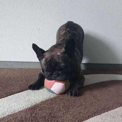 Hundetreffen-Spiel- und Gassi runden