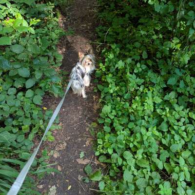 Hundetreffen-Minihunde Spiel+Spaß-Bild