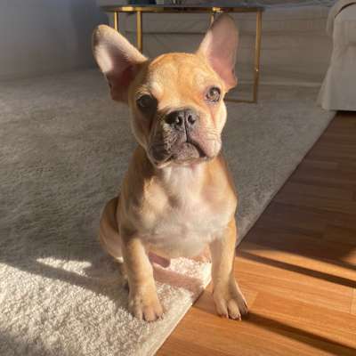 Hundetreffen-Welpentreffen in Reinickendorf und Umgebung-Bild