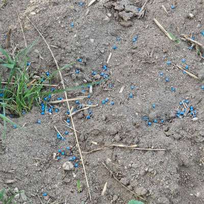 Giftköder-Schneckenkorn?-Bild