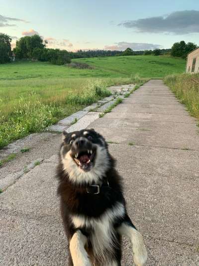 Die Dogorama-Wochen-Challenge "Die schönste Grimasse"-Beitrag-Bild