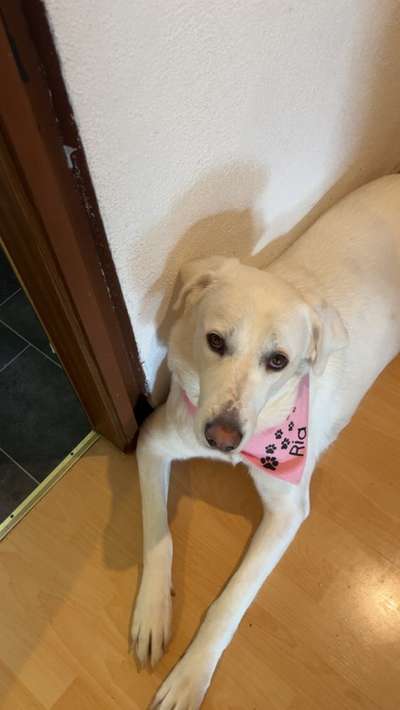 Hundetreffen-Gemeinsame Gassirunde-Bild