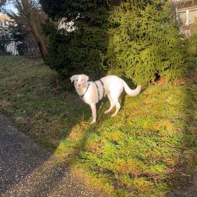 Hundetreffen-Gemeinsame Gassirunde-Bild