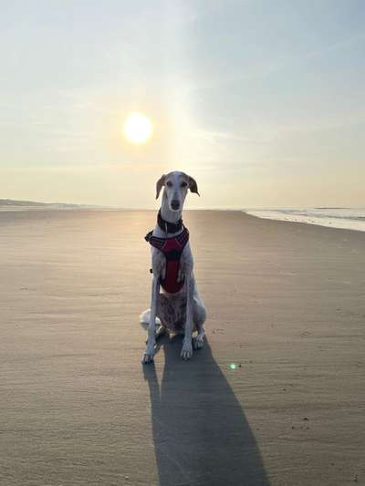 Windhunde - Treffen der besonderen Schönheiten
HERZLICH WILLKOMMEN-Beitrag-Bild