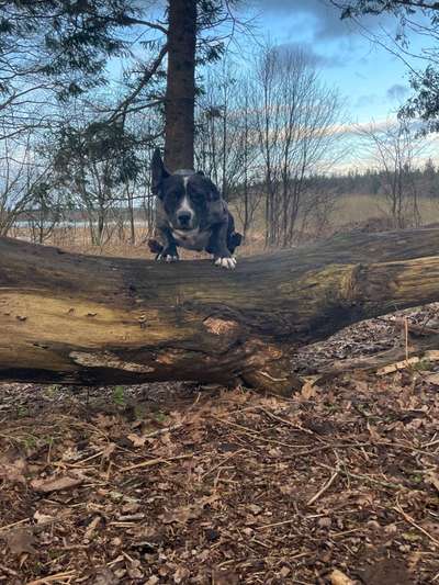 Dogorama Photo Challenge - Der Frühling kommt-Beitrag-Bild