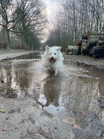 Dogorama Photo Challenge - Der Frühling kommt-Beitrag-Bild