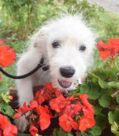 Fotochallange 63: "Dein blühendes Hündchen"-Beitrag-Bild