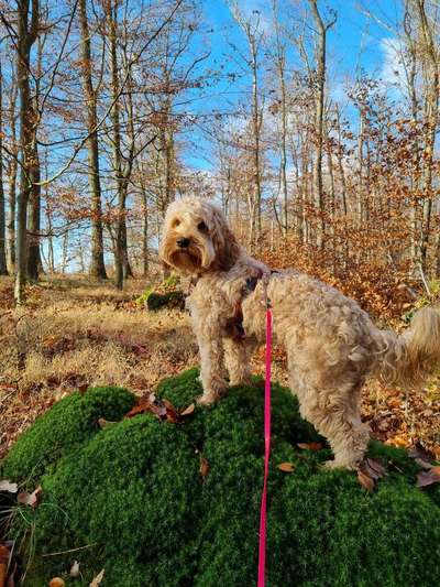 Cockerpoo (Englischer Cockerspaniel +Pudel)-Beitrag-Bild