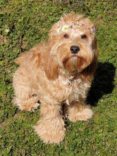 Dogorama Photo Challenge - Hundeblick zum hinschmelzen-Beitrag-Bild