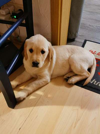 Mischlinge raten - Rätselspaß-Beitrag-Bild