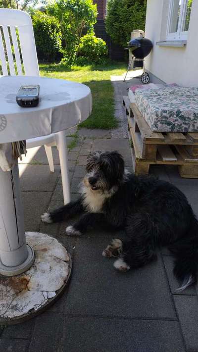 Gibts hier Mioritic Besitzer?-Beitrag-Bild