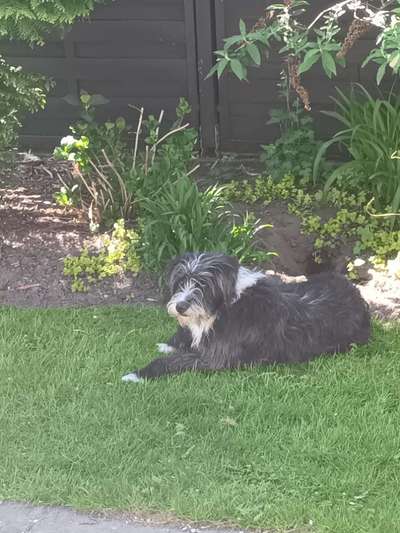 Gibts hier Mioritic Besitzer?-Beitrag-Bild