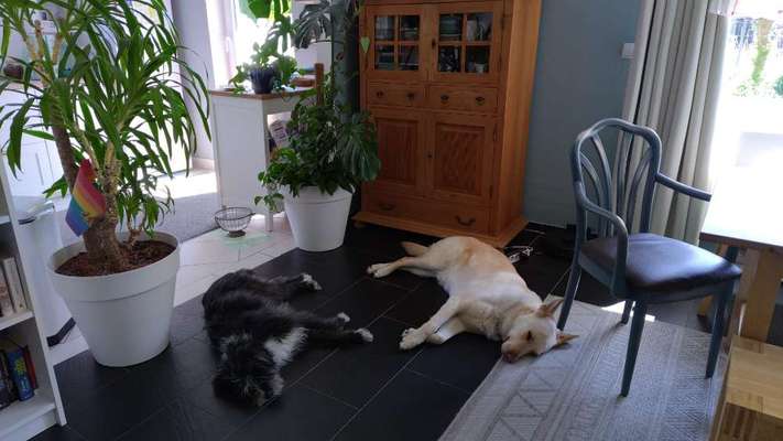 Gibts hier Mioritic Besitzer?-Beitrag-Bild