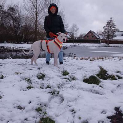 Hundetreffen-Dogo Argentino Snoopy sucht Spielpartner*in-Bild