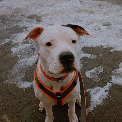 Hundetreffen-Spieltreffen-Bild