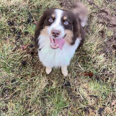 Hundetreffen-Gassirunde-Bild