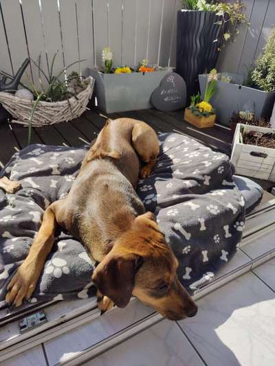 Rhodesian Ridgeback-Beitrag-Bild