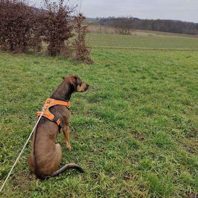 Hundetreffen-Gemeinsame Gassirunden-Bild