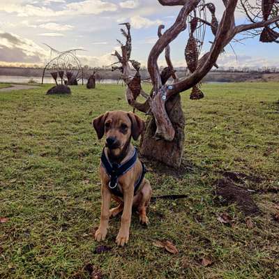 Hundetreffen-Gemeinsame Gassirunden-Bild