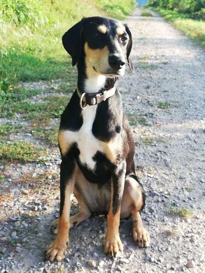 Griechische Bracke-Beitrag-Bild