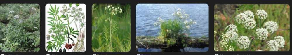 Giftköder-Wasserschierling-Bild