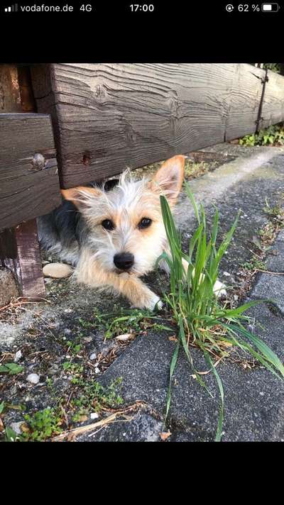Jack Russel-Beitrag-Bild