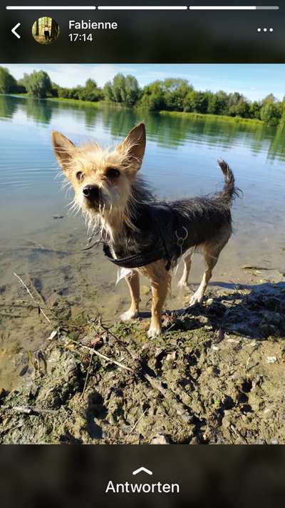 Jack Russel-Beitrag-Bild