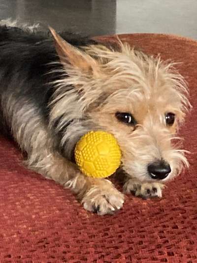 Jack Russel-Beitrag-Bild