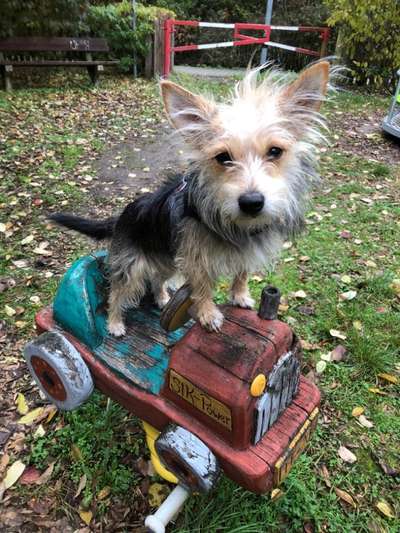 Lieblingsbild von euren Hunden?-Beitrag-Bild