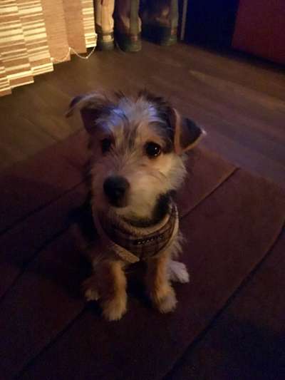 Welpen Bilder !-Beitrag-Bild