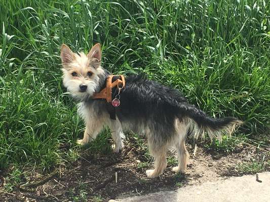 Jack Russel-Beitrag-Bild