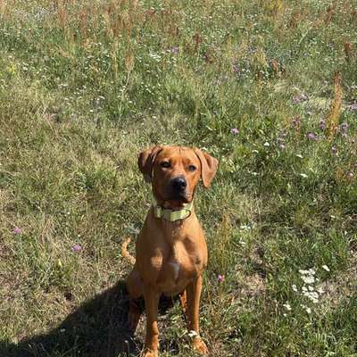 Hundetreffen-Spiel mit großen, aktiven Hunden🧡-Bild