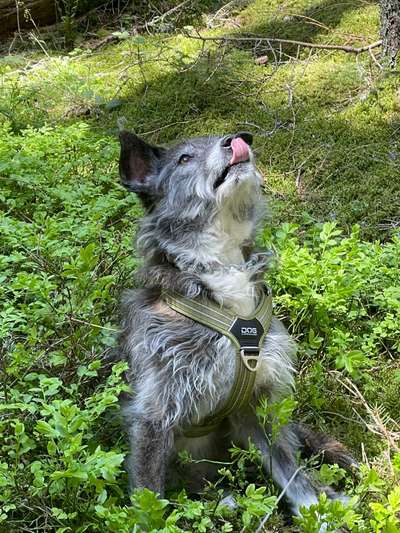 Dogorama Photo Challenge - Märchenwald-Beitrag-Bild