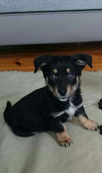 Welpen Bilder !-Beitrag-Bild