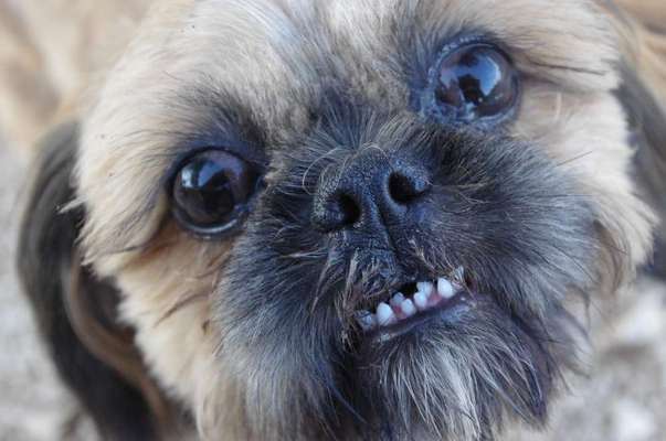 Fotochallenge Nr. 47 - Zeigt die Zähne-Beitrag-Bild