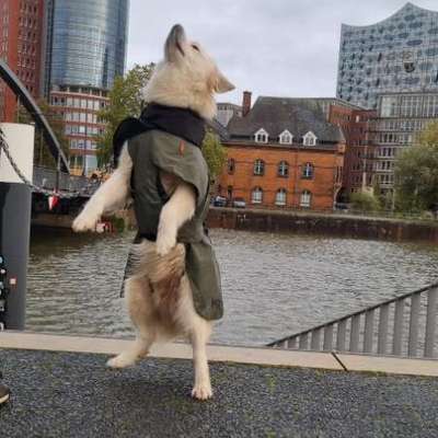 Hundetreffen-Feste Spielpartner gesucht-Bild